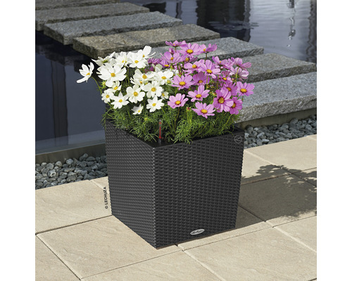 Fleurs dans un pot carré avec système d''irrigation