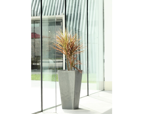 Plante décorative dans un pot de fleurs haut et étroit.