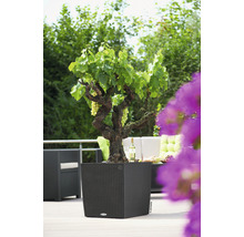 Pflanzkübel Lechuza Cube Cottage Kunststoff 50x50x54 cm granit inkl. Erdbewässerungssystem