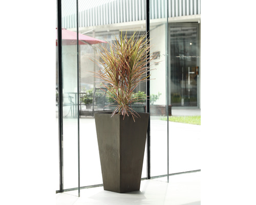 Plante d''intérieur dans un grand pot de fleurs conique en matériau non spécifié