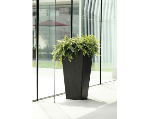Schwarzer Pflanzkübel mit Farn vor Fensterfront