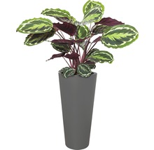 Plante d''intérieur Maranta dans un pot gris fin