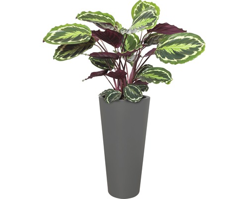 Plante d''intérieur Maranta dans un pot gris fin