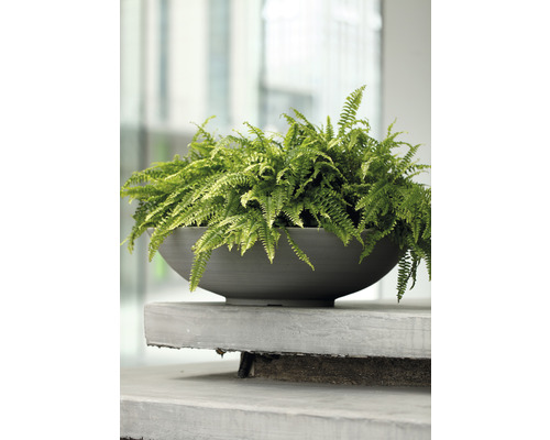 Schale mit Farn auf Betonsims