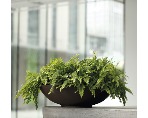 Zimmerpflanze Farn in braunem Pflanzgefäß