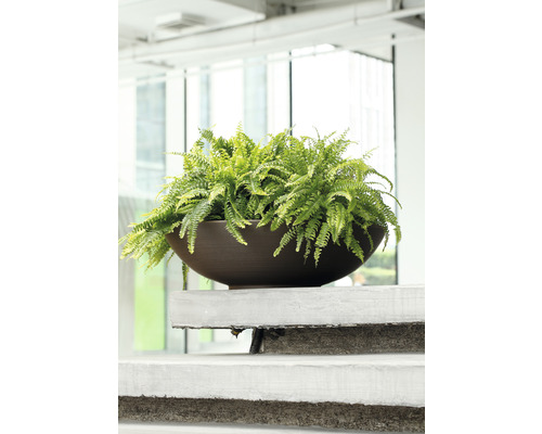 Große Zimmerpflanze in einem Pflanzgefäß auf einer Treppe.