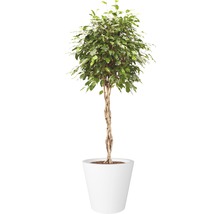 Bac à plantes elho Pure straight en plastique Ø 65 H 68,5 cm blanc