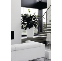 Intérieur lumineux et moderne avec grand pot de plante d''intérieur, canapé et escalier