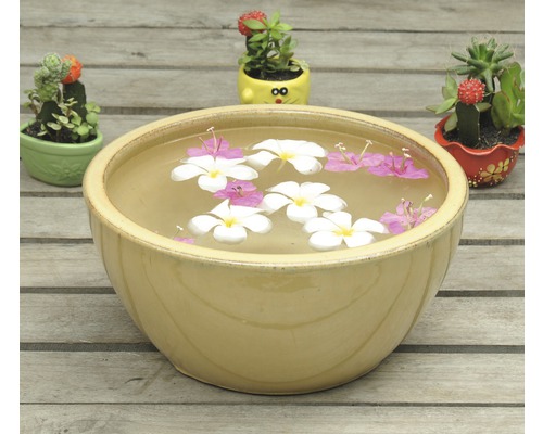 Dekorative Schale mit Wasser und Blüten auf einem Holztisch, umgeben von Kakteen