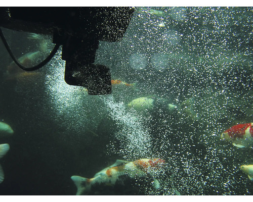 Teichszene mit Teichpumpe und Kois im Wasser