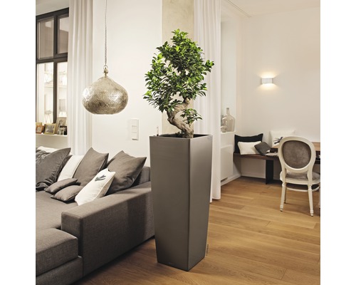 Salon avec plante dans un grand bac à fleurs