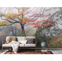 Fototapete mit Baum und Felsenmotiv hinter einer Couch