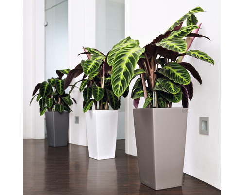 Trois plantes Calathea dans des pots gris, blancs et beiges dans un intérieur