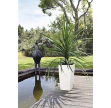 Hohe Pflanze in einem Pflanzgefäß auf einer Holzterrasse neben einem Gartenteich mit einer Straußenskulptur