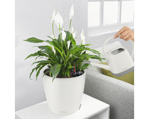 Arroser un arum d''intérieur en pot avec un arrosoir.