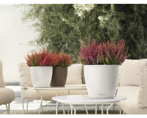 Plantes de bruyère décoratives dans des pots sur une table à l''extérieur.