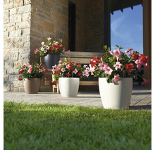 Scène avec quatre pots de fleurs différents et plantes Dipladenia fleuries à l''extérieur
