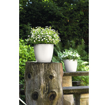 Scène avec des pots de fleurs blancs plantés dans le jardin.