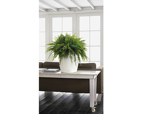 Raumbild mit Zimmerfarn in weißem Blumentopf auf einem Tisch