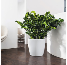Zamioculcas Pflanze in einem weißen Topf in einem hellen Raum