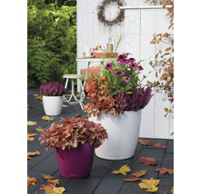 Dekorative Pflanzgefäße mit Herbstblumen auf einer Terrasse.