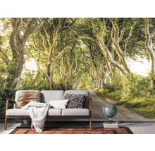 Fototapete Vlies SH057-VD4 Stefan Hefele Ed 1 Golden Hedges 4-tlg. 400 x 250 cm