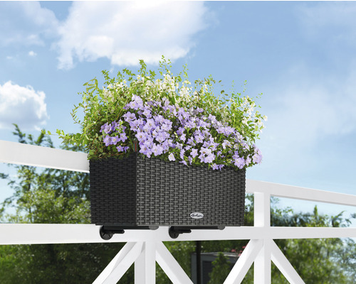 Balkonkasten mit lila und weißen Blumen am Geländer