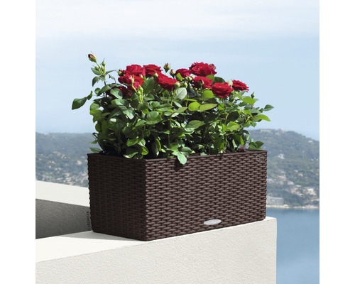 Jardinière rectangulaire avec des roses rouges sur une terrasse