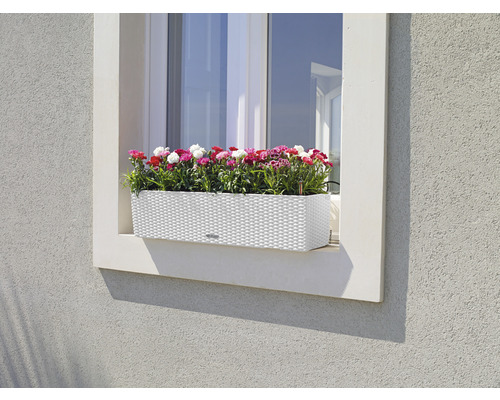 Fensterkasten mit Blumen auf Fensterbank