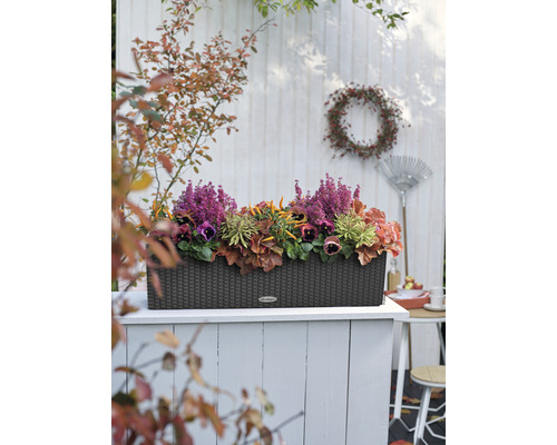 Jardinière décorative avec fleurs d''automne sur une terrasse