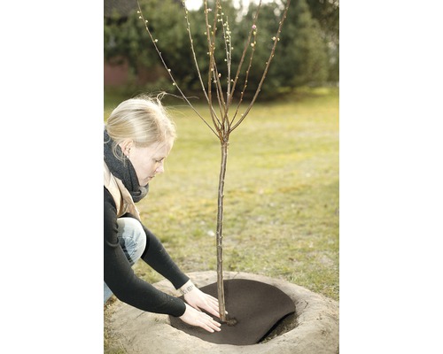 Une femme plante un arbre et recouvre le disque de l''arbre d''une couche de paillis.