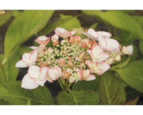 Hortensia à grandes feuilles FloraSelf Hydrangea macrophylla Hovaria 'Love You Kiss' h 30-40 cm Co 4,6 l