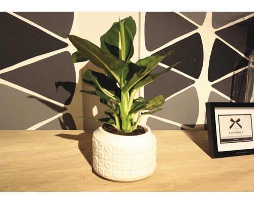 Zimmerpflanze im Topf