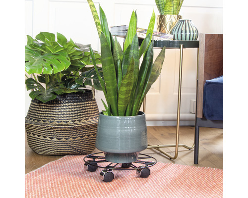 Plantes d''intérieur en pots sur un tapis