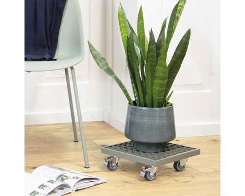Plante d''intérieur dans un pot sur un support à roulettes, à côté d''une chaise et d''un livre.