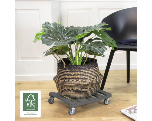 Plante d''intérieur dans un panier sur un chariot à plantes avec roulettes et label FSC