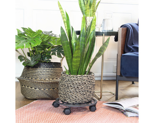 Plantes d''intérieur dans des pots tressés sur un support à plantes dans un salon