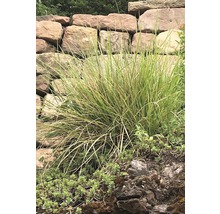 Gartenlandschaft mit Ziergras vor einer Steinmauer
