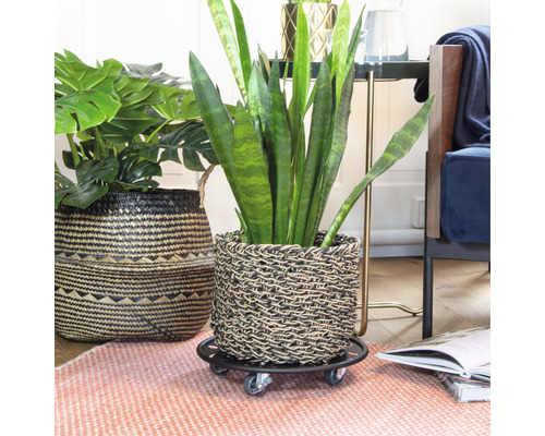 Zimmer mit Pflanzen in geflochtenen Übertöpfen und Pflanzenroller