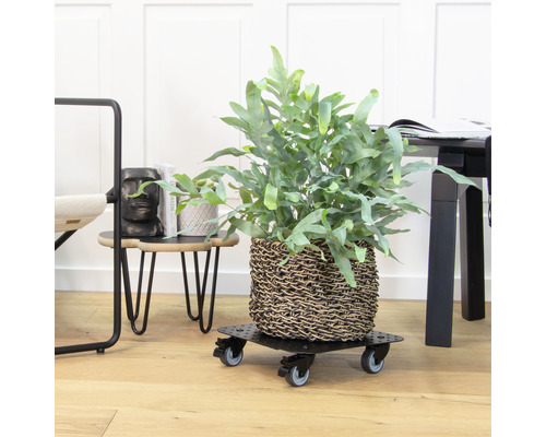 Plante d''intérieur dans un panier sur un support à roulettes