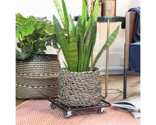 Scène d''intérieur avec des plantes en pot dans un panier sur un chariot à plantes
