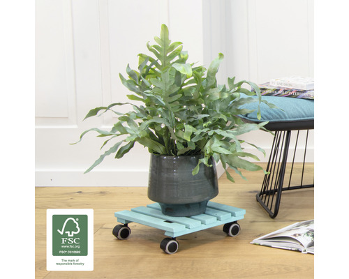 Plante d''intérieur en pot sur un support à roulettes en bois avec roues et label FSC.
