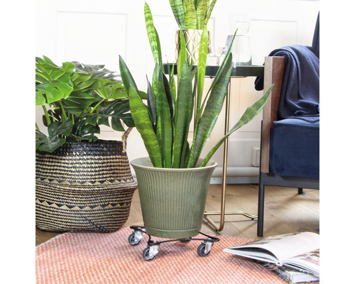 Pièce avec plantes, pot de fleurs et support à roulettes pour plantes pour un transport facile