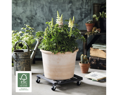 Pot de fleurs avec plante sur plateau à roulettes et label FSC