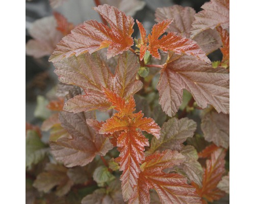 Blasenspiere FloraSelf Physocarpus opulifolius 'Lady in Red' H 50-60 cm Co 4 L