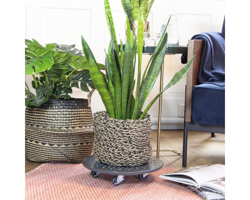 Vue d''une pièce avec des plantes dans des paniers sur des roulettes pour plantes