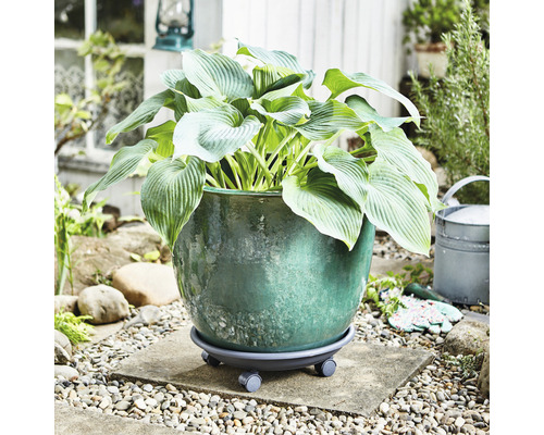 Plante Hosta en pot sur roulettes pour plantes à l''extérieur