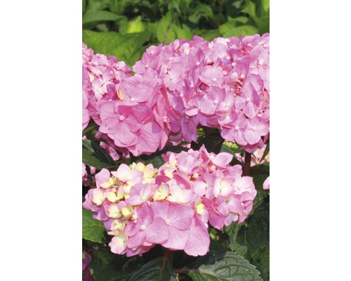 Gros plan d''une fleur d''hortensia rose.