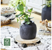 Plante dans un pot sur un support à roulettes avec le label FSC