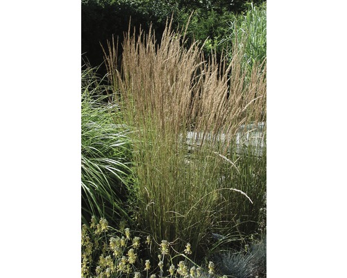 Calamagrostis à fleurs pointues FloraSelf Calamagrostis x acutiflora 'Karl Foerster' H 20- 80 cm Co 6 L